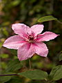 Clematis Pink Fantasy IMG_7227 Powojnik